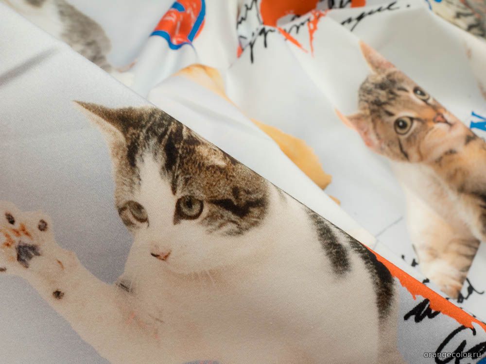 Кошки и коты 