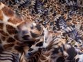 Кликните для просмотра изображения Ткань с африканским принтом 10444БП-01
