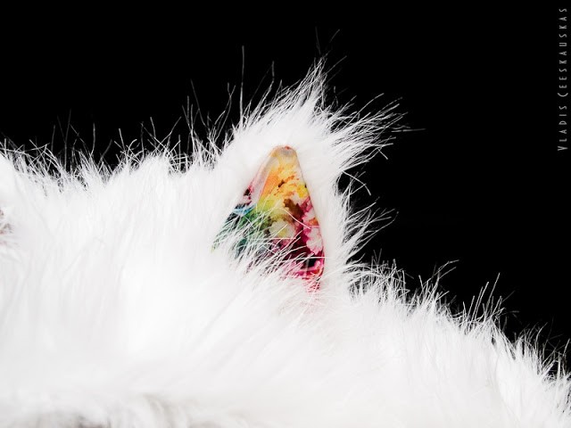 Кликните для увеличения изображения Котошапка